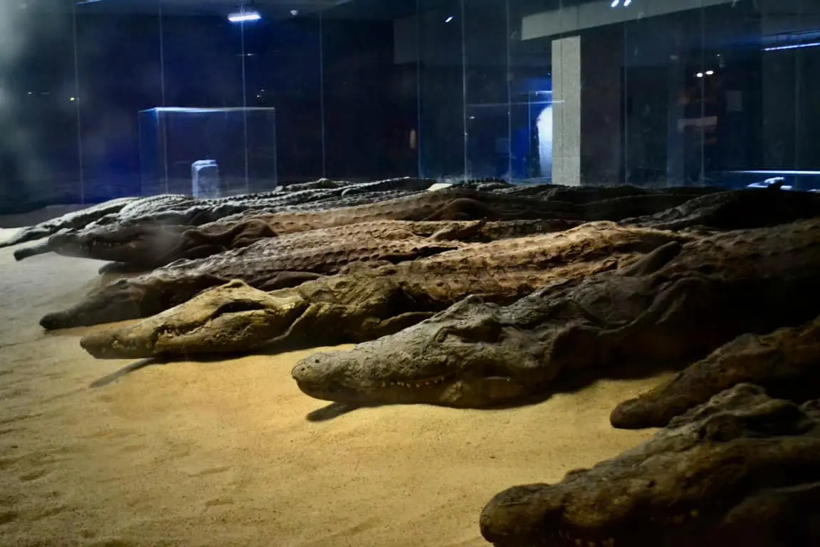 Horus (   Fly free )