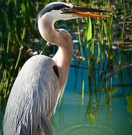 Nubata ( Magic of nature)